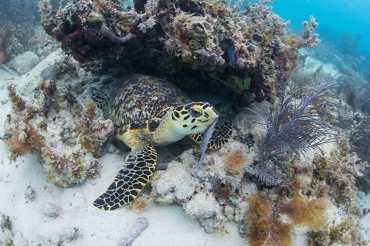 Explore Key West: Sail and Snorkel Adventure from Fort Lauderdale photo 6