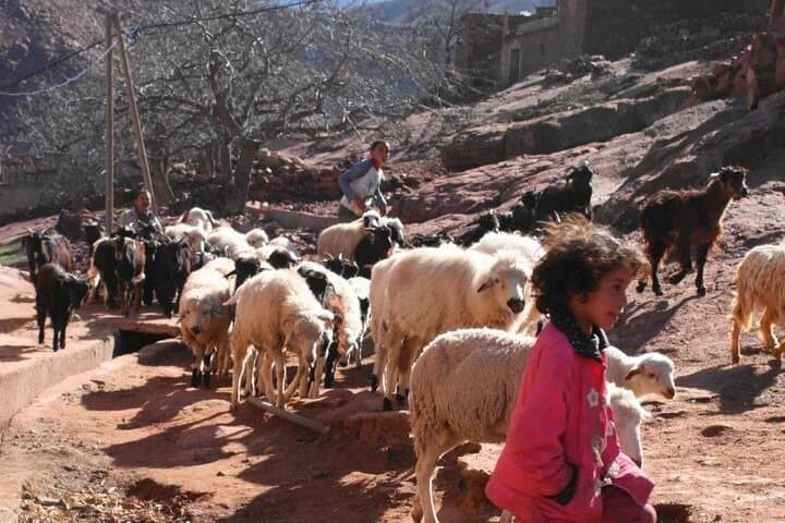 High Atlas Day Tour: Imlil Valley Waterfalls & Berber Villages from Marrakech photo 3