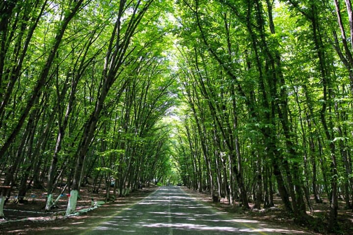 Exploring Guba's Candy Cane Mountains: Day Tour to Candy Stripe Hills, Gachresh Forest & Red Village photo 4