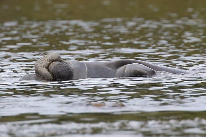 Blue Springs Manatee Kayak Tour on the St. Johns River — Guided Day Trip from Orlando
