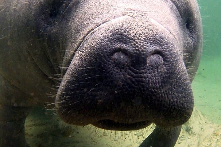 Blue Springs Manatee Kayak Tour on the St. Johns River — Guided Day Trip from Orlando photo 3