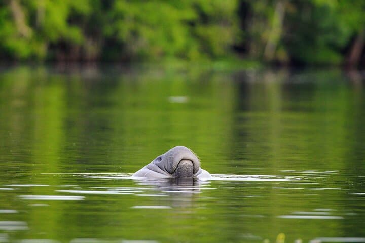 Blue Springs Manatee Kayak Tour on the St. Johns River — Guided Day Trip from Orlando photo 5