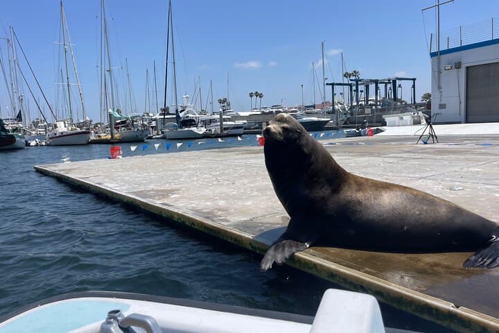 Discover the Tranquil Waters of Marina del Rey photo 2
