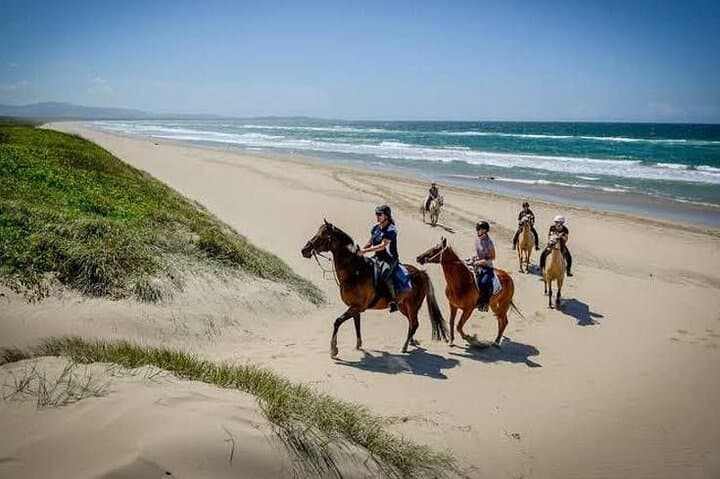 Cape Town Beach Horse Ride: Ocean & Mountain Trails with Hotel Pickup photo 2