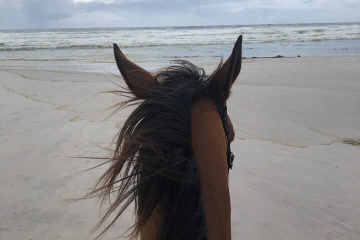 Cape Town Beach Horse Ride: Ocean & Mountain Trails with Hotel Pickup photo 4