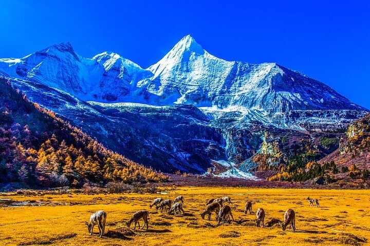 5-Day Daocheng Yading, Kangding & Mount Siguniang Small-Group Tour — High-Altitude Sichuan Adventure