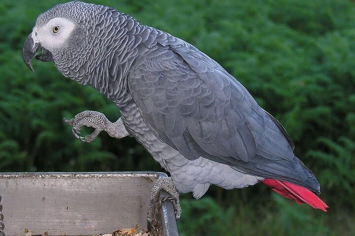 Nairobi Stedmak Gardens and Giraffe Centre Day Tour: Conservation, Craft & Wildlife photo 3