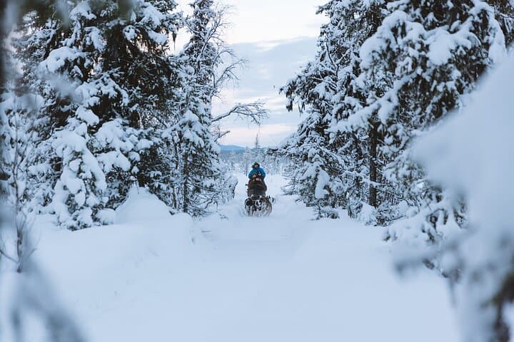 Kiruna Dog Sledding Adventure: 7-Hour Arctic Sled Tour from Abisko photo 5