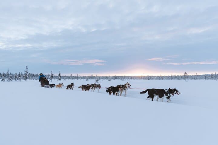Kiruna Dog Sledding Adventure: 7-Hour Arctic Sled Tour from Abisko photo 4