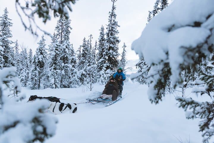 Kiruna Dog Sledding Adventure: 7-Hour Arctic Sled Tour from Abisko photo 6