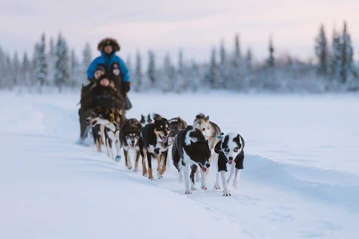 Kiruna Dog Sledding Adventure: 7-Hour Arctic Sled Tour from Abisko