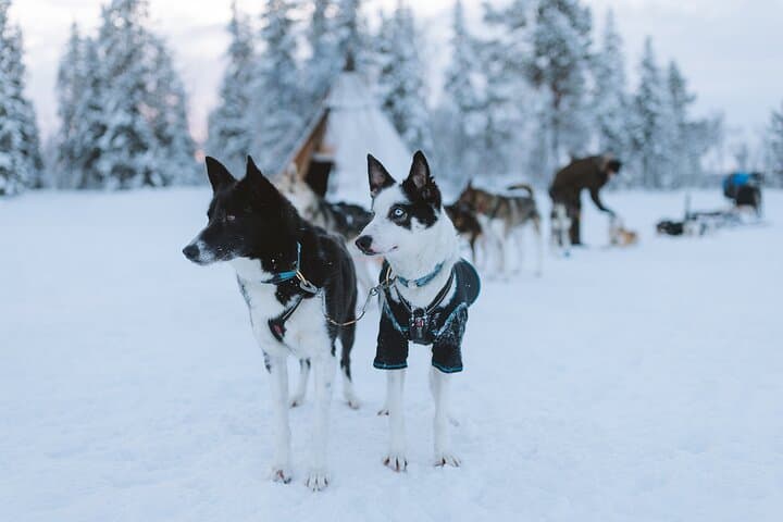 Kiruna Dog Sledding Adventure: 7-Hour Arctic Sled Tour from Abisko photo 2