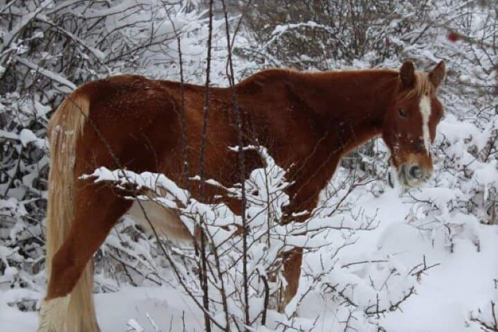 Snowshoeing the Pollino National Park: Winter Trek Through Calabria's High Forests photo 6
