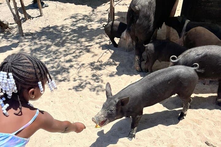 Nassau Pig Island and Snorkeling Quick Tour: Swim with Pigs & Reef Snorkel photo 6