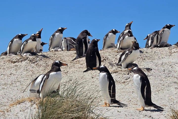 Falklands Private Battles & Beaks Tour — Stanley War Sites and Penguin Viewing photo 5