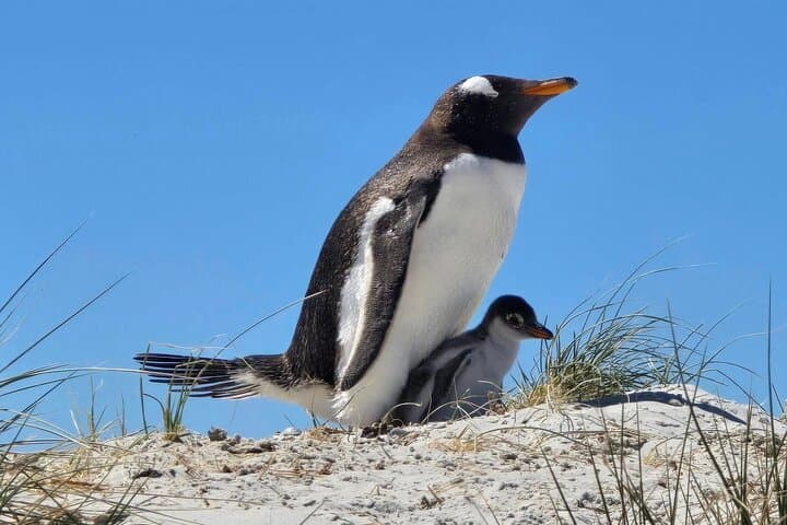 Falklands Private Battles & Beaks Tour — Stanley War Sites and Penguin Viewing