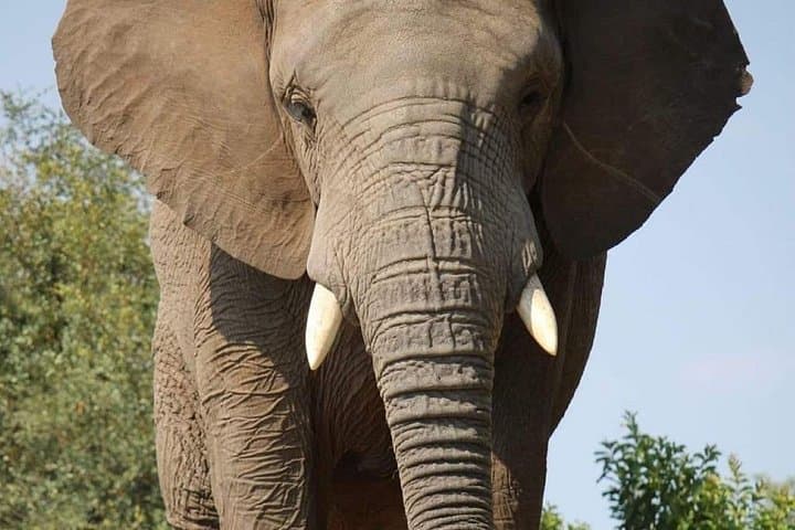 Addo Elephant & Kragga Kamma: Full-Day Wildlife Safari from Gqeberha photo 1