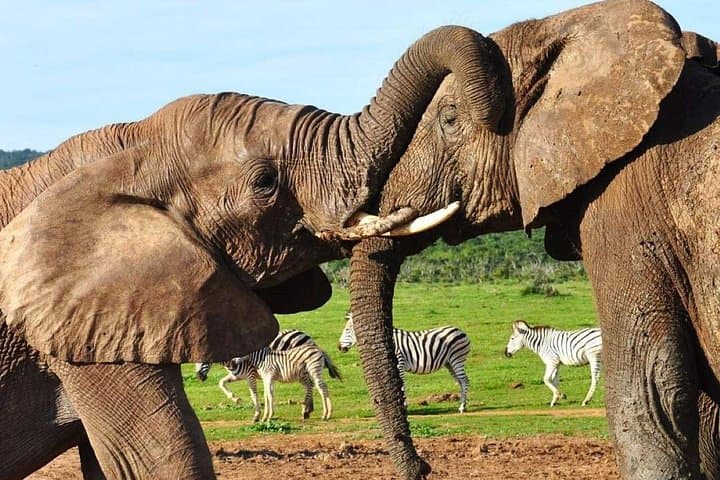 Addo Elephant & Kragga Kamma: Full-Day Wildlife Safari from Gqeberha photo 2