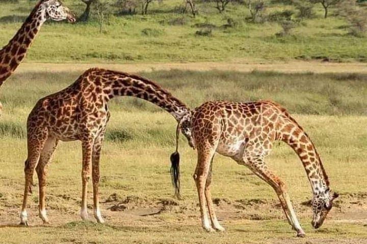 Addo Elephant & Kragga Kamma: Full-Day Wildlife Safari from Gqeberha photo 3