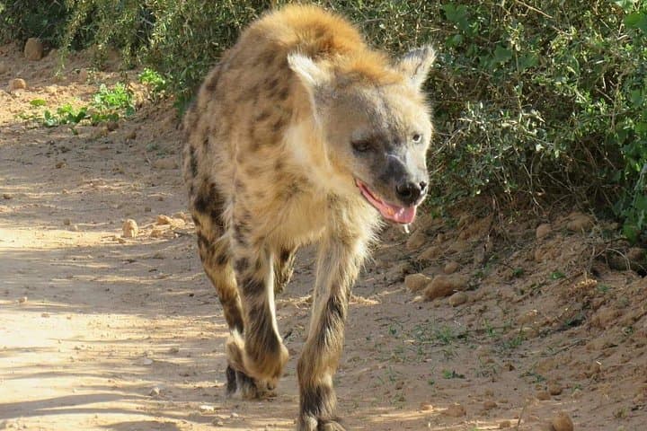 Addo Elephant & Kragga Kamma: Full-Day Wildlife Safari from Gqeberha photo 4