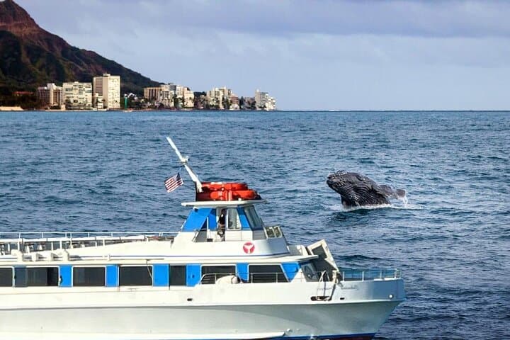 Oahu Whale Watch from Ala Wai Harbor — 2-Hour Humpback Cruise in Waikiki photo 1