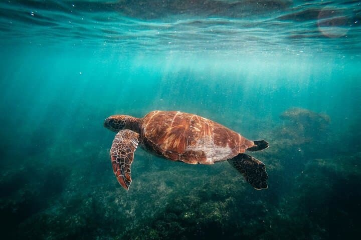 Galapagos Island Hopping: 8-Day Wildlife & Snorkel Expedition