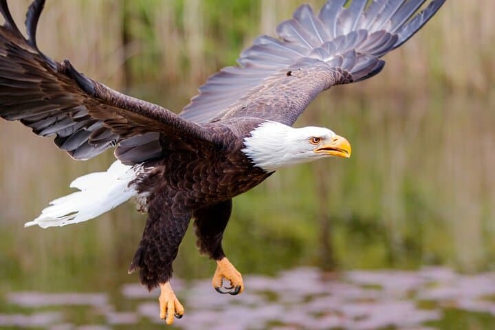 Explore Ketchikan’s Alaska Wildlife Safari: Bears, Salmon, and Totem Poles photo 4