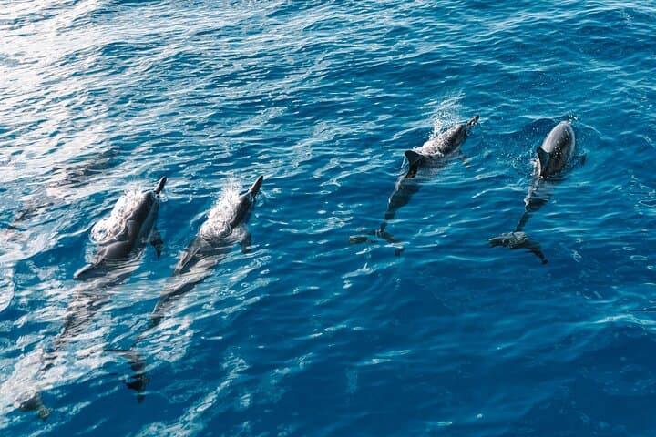 Oahu Dolphin Watch Cruise with Waterslide & Snorkeling — Makaha Marine Adventure photo 3