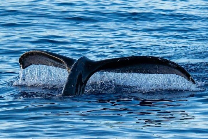 Oahu Whale Watch & Waikiki Sunset Boat Tour — Humpbacks off Waikiki photo 4