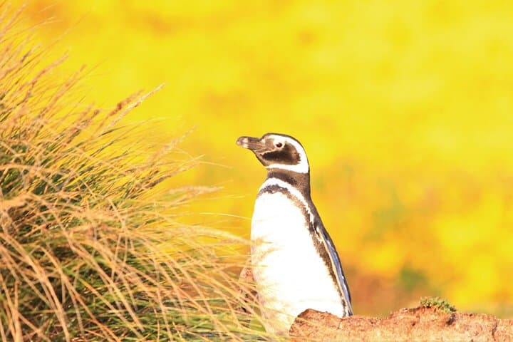 Bertha's Beach Gentoo Penguin Tour from Stanley — Yorke Bay & Gypsy Cove Day Trip