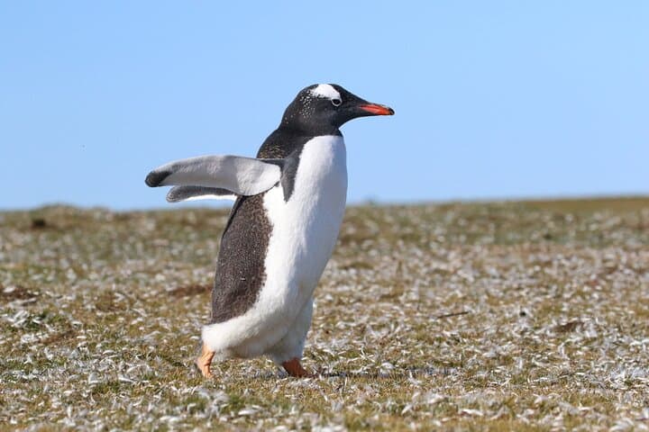 Bertha's Beach Gentoo Penguin Tour from Stanley — Yorke Bay & Gypsy Cove Day Trip photo 3