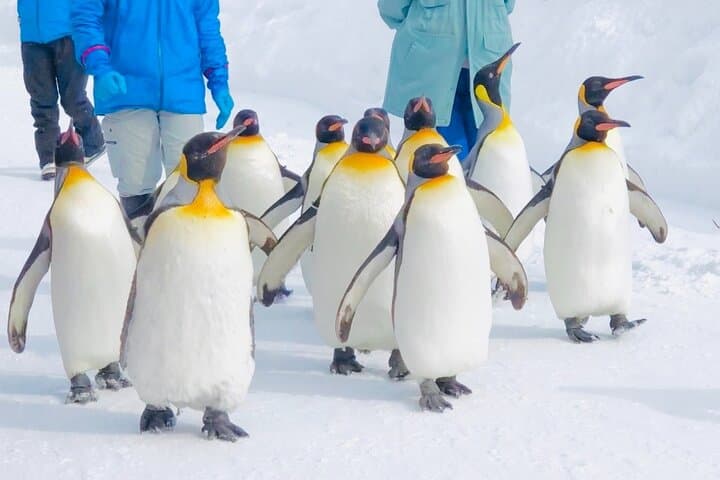 Sapporo Day Trip: Asahiyama Zoo, Blue Pond, Shirahige Falls & Ningle Terrace photo 1