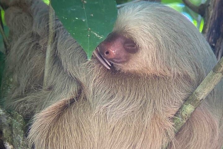 Manuel Antonio Guided Wildlife Walk: Sloths, Monkeys & Coastal Trails photo 6