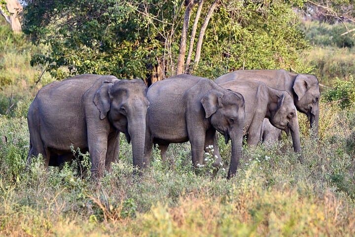Mirissa to Ella: Private Transfer and Udawalawe Elephant Safari photo 3