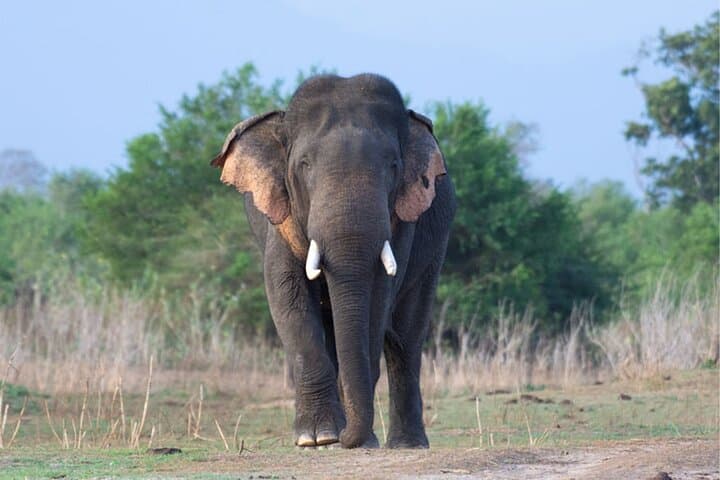 Mirissa to Ella: Private Transfer and Udawalawe Elephant Safari photo 2
