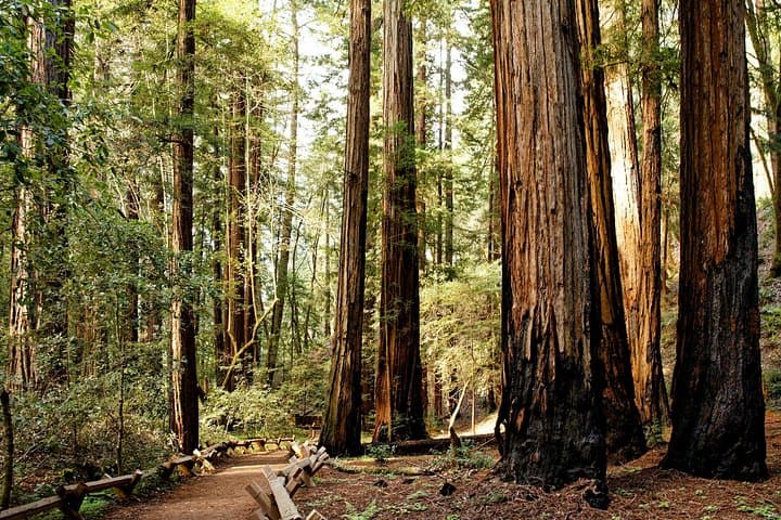 Drive Through Ancient Giants: Redwood National & State Parks Self-Guided Audio Tour