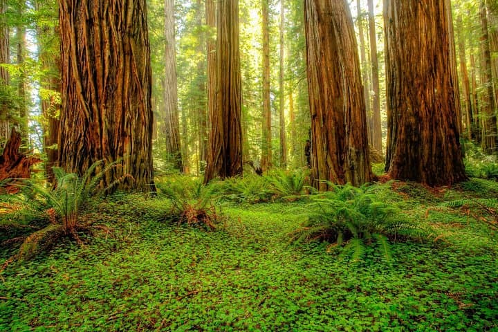 Drive Through Ancient Giants: Redwood National & State Parks Self-Guided Audio Tour photo 4