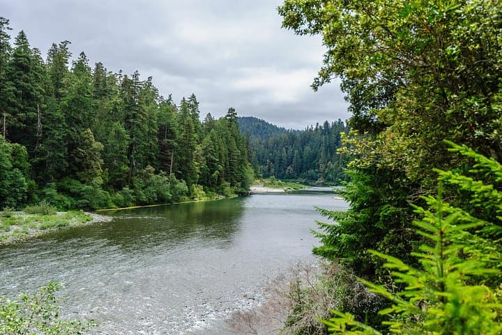 Drive Through Ancient Giants: Redwood National & State Parks Self-Guided Audio Tour photo 5