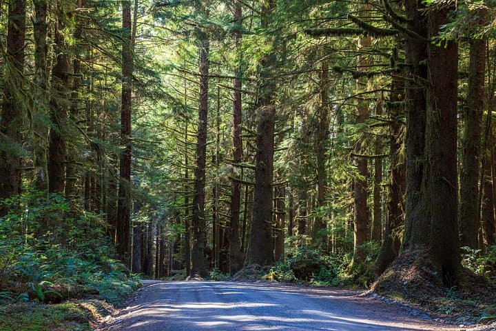 Drive Through Ancient Giants: Redwood National & State Parks Self-Guided Audio Tour photo 6