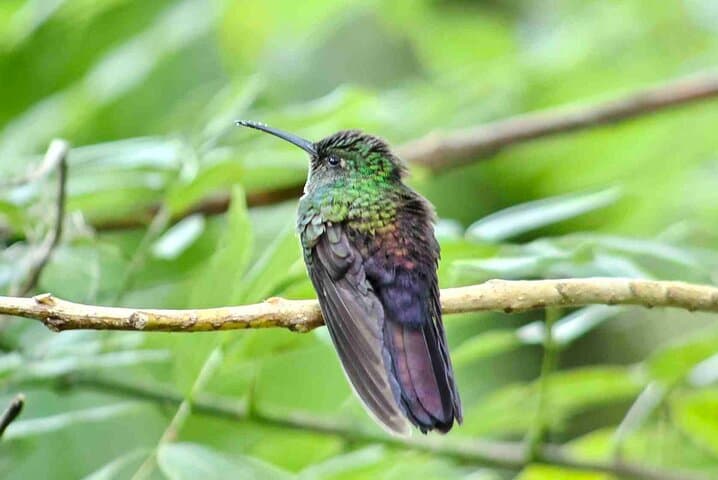 Rio Celeste Waterfall Hike & Llanos de Cortes Swim — Tenorio Volcano Day Trip photo 4