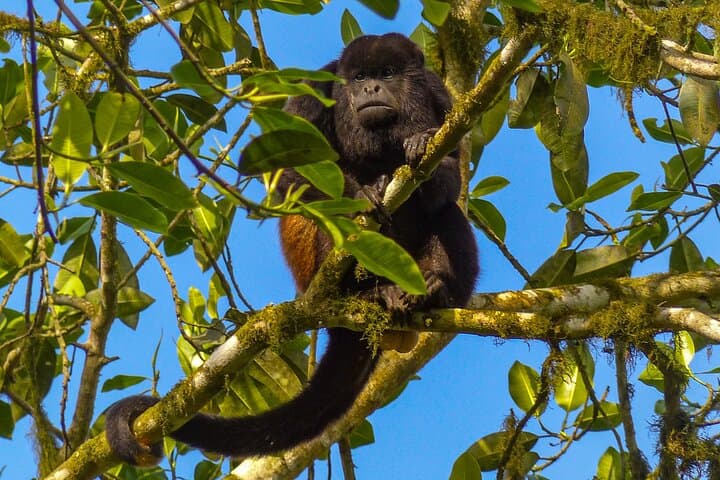 Pacoche Rainforest Hiking Tour from Manta — Private Guided Walk to Pacoche Reserve