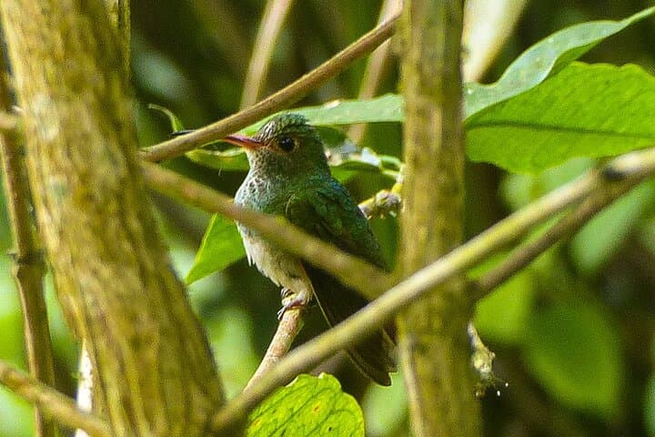 Pacoche Rainforest Hiking Tour from Manta — Private Guided Walk to Pacoche Reserve photo 3