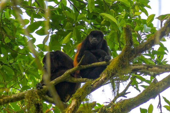 Pacoche Rainforest Hiking Tour from Manta — Private Guided Walk to Pacoche Reserve photo 5