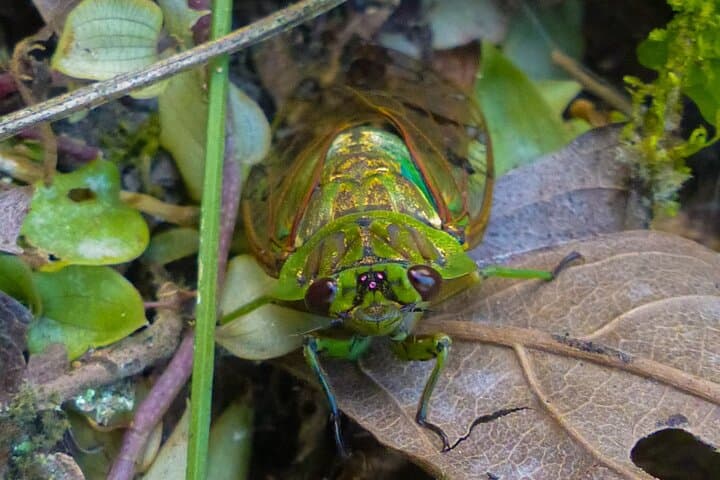 Pacoche Rainforest Hiking Tour from Manta — Private Guided Walk to Pacoche Reserve photo 6