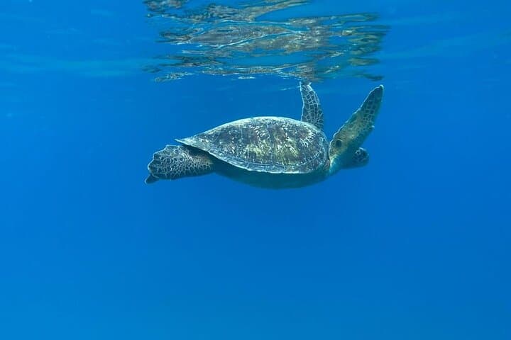 Snorkeling Isla del Caño (Canyon Island) — Best Marine-Life Snorkel from Uvita photo 4
