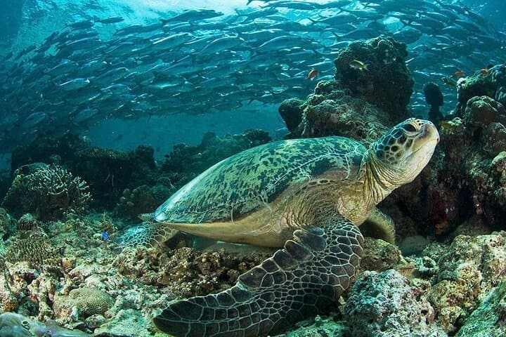 Snorkeling Isla del Caño (Canyon Island) — Best Marine-Life Snorkel from Uvita photo 5