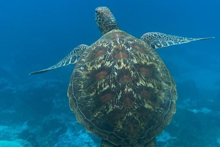 Snorkeling Isla del Caño (Canyon Island) — Best Marine-Life Snorkel from Uvita photo 6