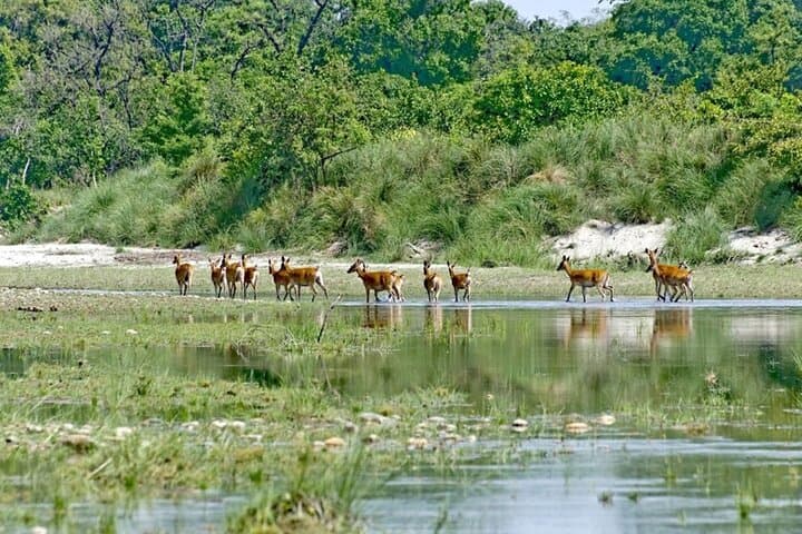 Chitwan Jungle Safari: 2-Night, 3-Day Wildlife Tour from Pokhara photo 3