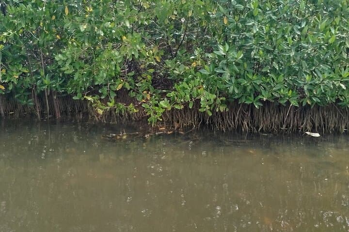 Canoe Through Cartagena's Mangroves to Fisherman's Island photo 3