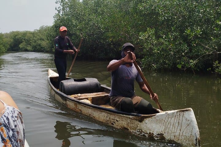 Canoe Through Cartagena's Mangroves to Fisherman's Island photo 4